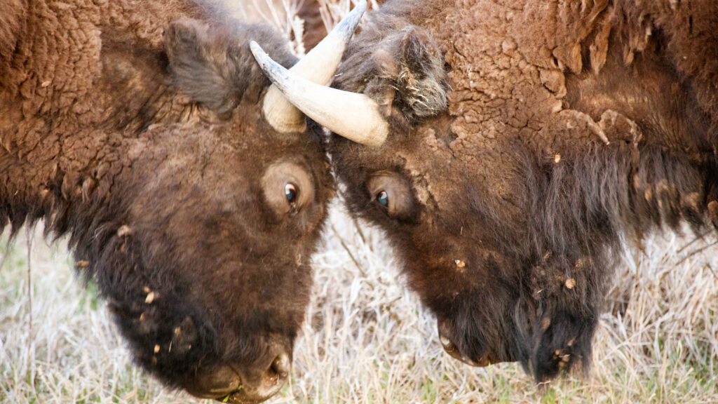 Two bison lower their shaggy heads, their curved horns overlapping in front of a rough bank.