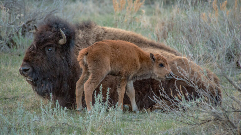 An adult bison stands beside a smaller reddish calf in grassy habitat.