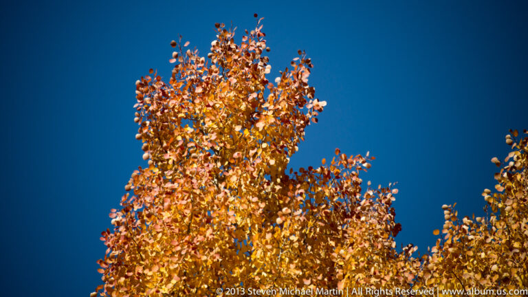 Orange aspen leaves and dark seed clusters rise against a clear blue sky.