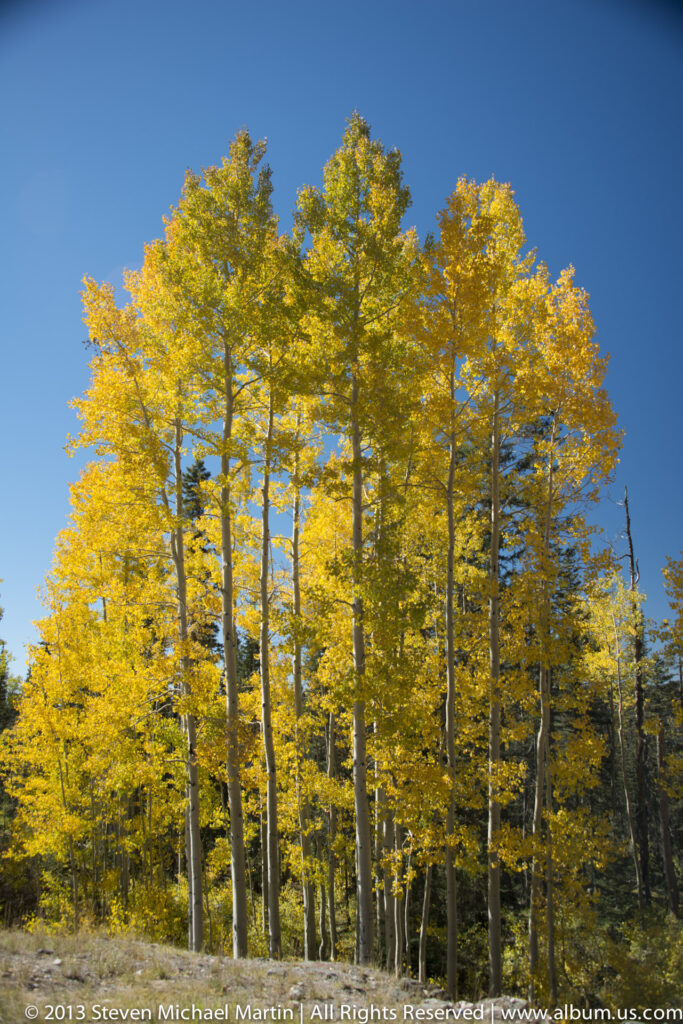 Pale aspen trunks rise through a sunlit yellow canopy above a darker forest floor.