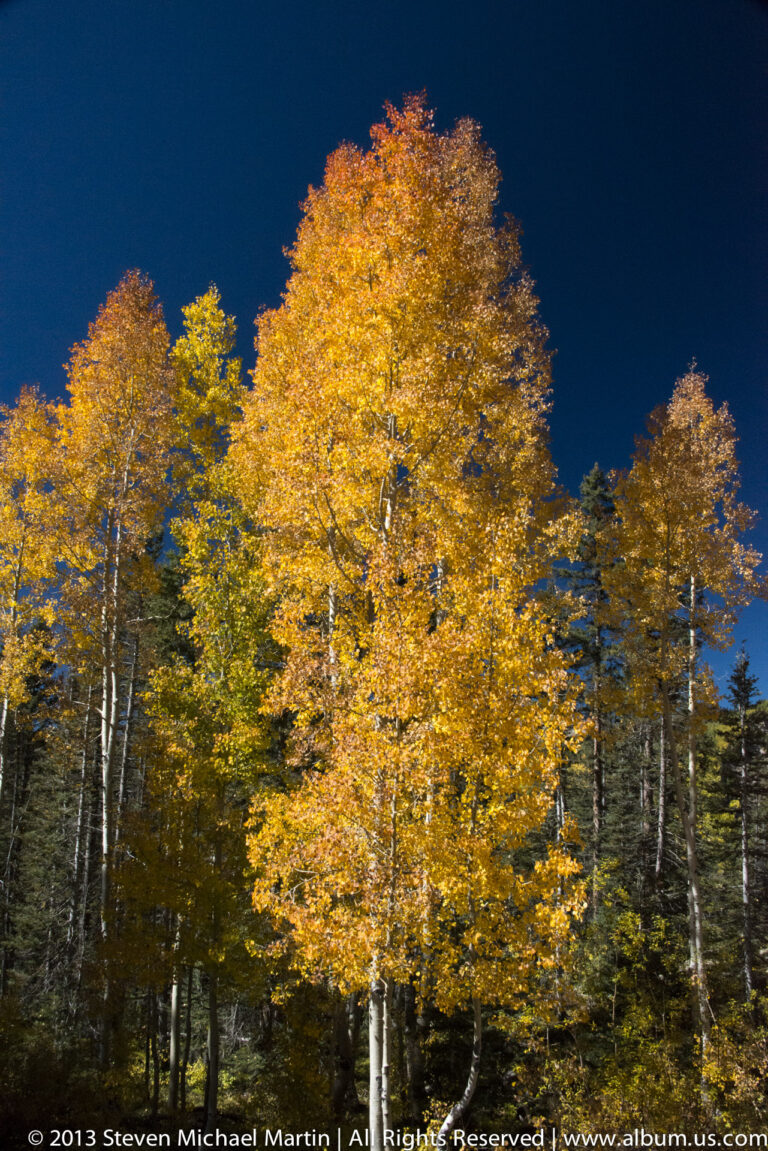 Orange and golden aspen crowns stand above dark conifers beneath a deep blue sky.