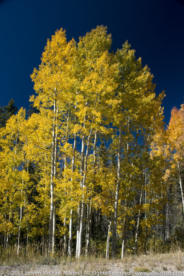 White trunks and yellow leaves fill a woodland scene, with green and orange foliage at the edges.