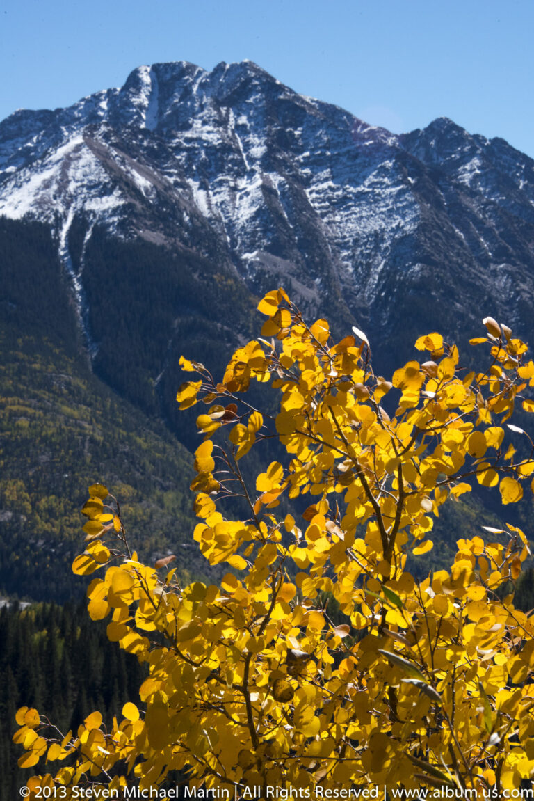 Bright yellow aspen leaves fill the foreground before a dark, snow-streaked mountain.