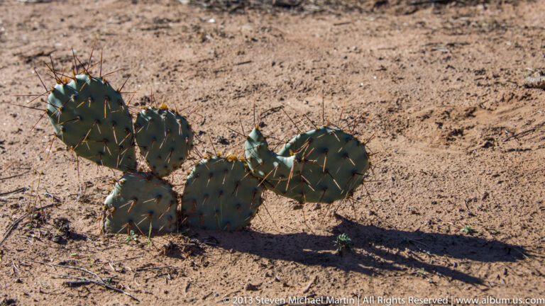 A prickly pear cactus with spiny oval pads grows in sandy soil among sparse grasses and stones.