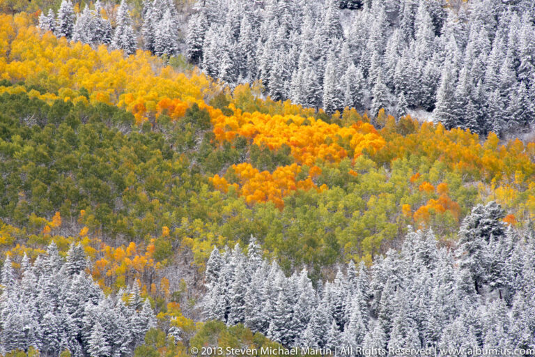 A diagonal band of golden and orange aspens crosses snow-dusted evergreen forest.