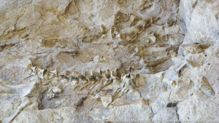A line of fossilized vertebrae and bone fragments is exposed in pale, mottled rock.