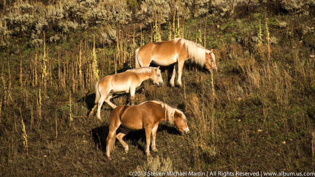 Three horses graze with heads lowered among tall dry grasses and brush.