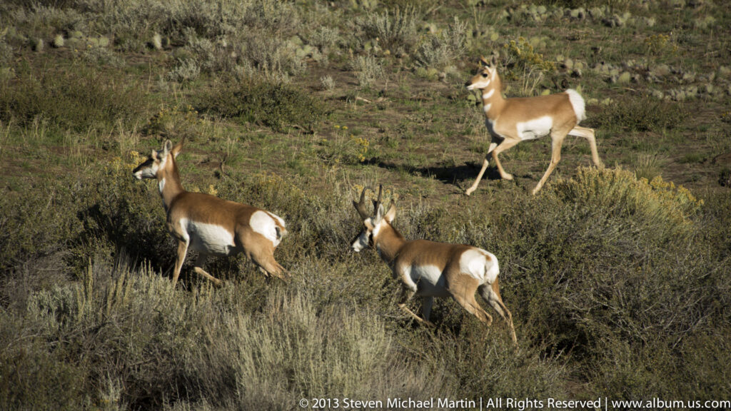 Three pronghorn with white rump patches move across a low, sage-covered slope.