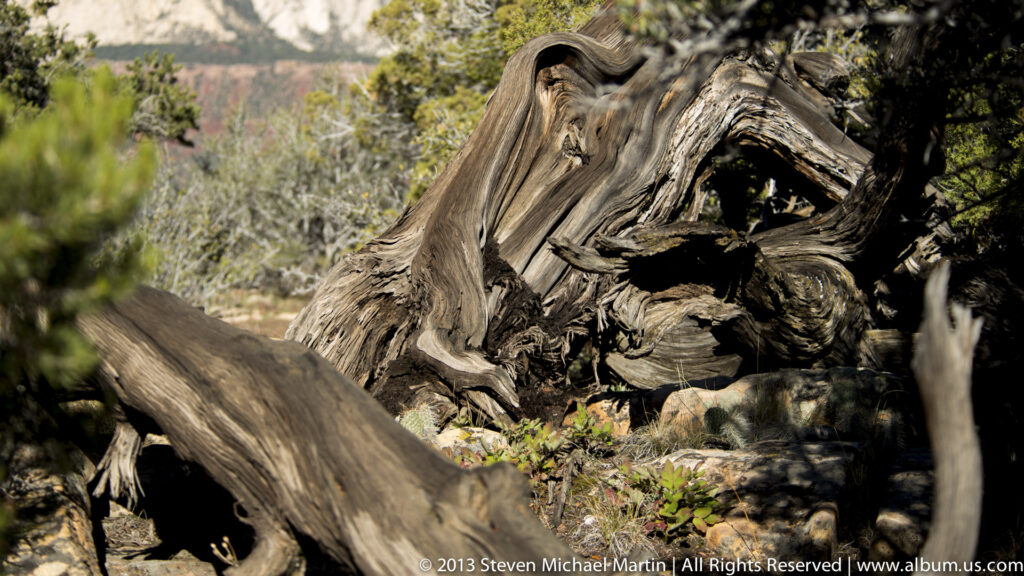 A twisted, weathered tree trunk with deep grooves and cavities lies among shrubs.