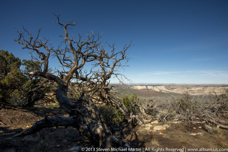 A leafless, twisted tree frames a broad pale plateau and distant ridges beneath blue sky.