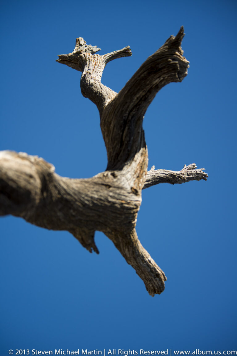 A pale dead tree limb with several broken forks stretches across a clear blue sky.