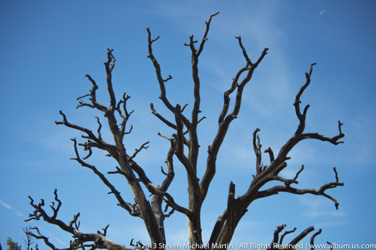 A leafless tree crown with many fine branches stands against a clear blue sky.
