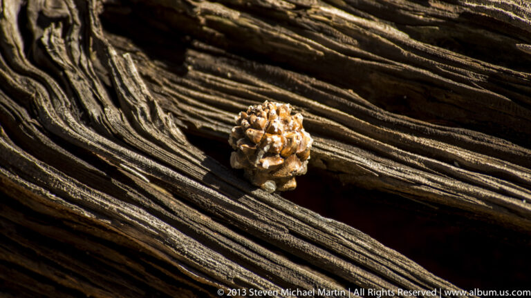 A small woody cone rests on deeply ridged tree bark in a close, sunlit view.