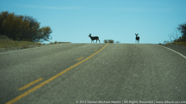 Two deer stand at the crest of a paved road, silhouetted above the yellow center line.