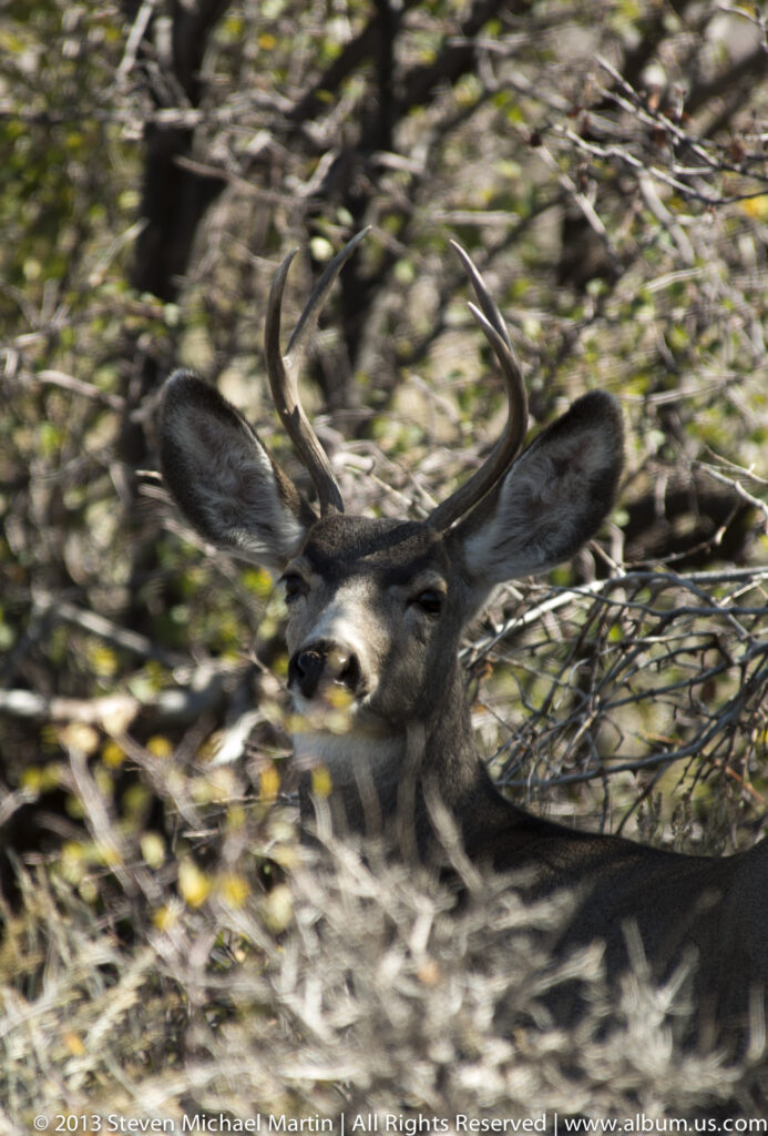 An antlered deer looks through thin branches, its face partly screened by brush.