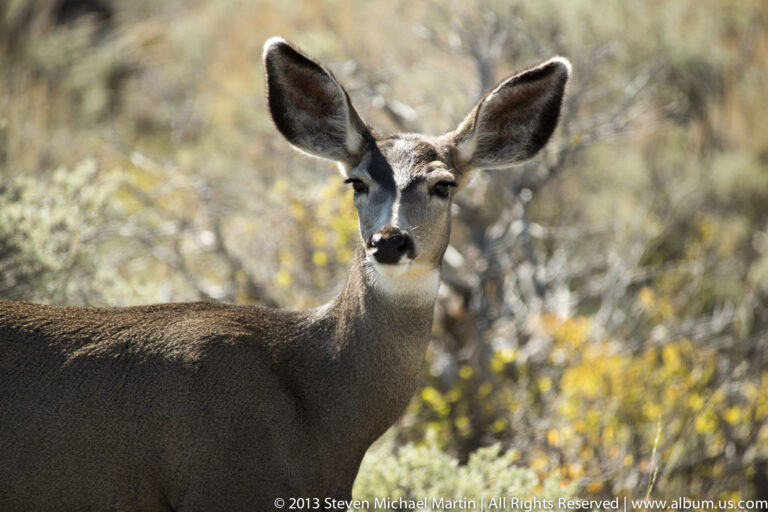 Mule deer doe looks toward the camera with large ears against softly focused sagebrush.