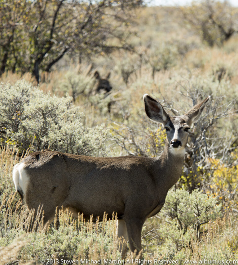 Full-body mule deer stands among sagebrush with its head turned toward the viewer.