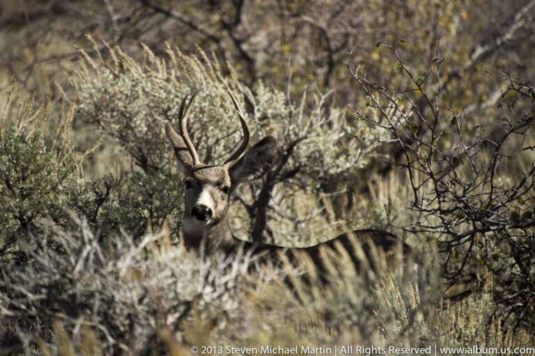 Mule deer buck with branching antlers looks through dense sagebrush branches in the foreground.