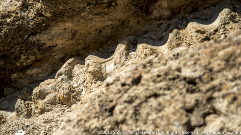 Pale fossilized bone segments protrude from a rough rock wall in close view.