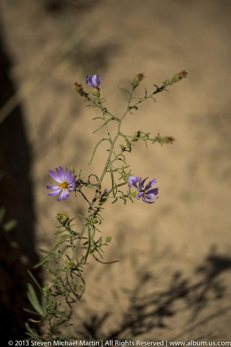 Purple daisy-like flowers bloom on a slender green plant against blurred dry ground.