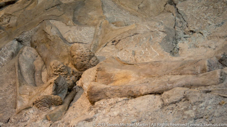 Rounded fossil forms project from pale fractured rock in a close quarry detail.