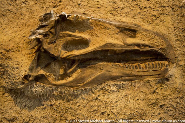 Fossil skull and long tooth-lined jaw are exposed in orange-brown quarry rock matrix.