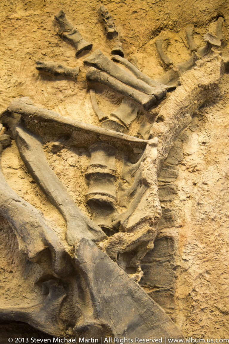 Long fossil bones and segmented vertebrae cross a layered ocher rock face.