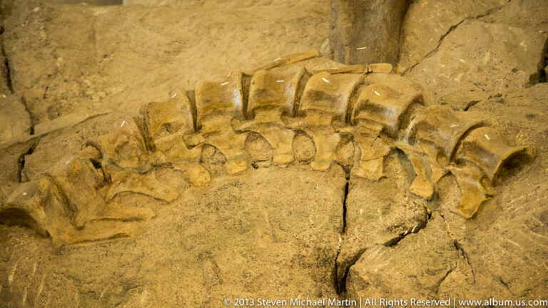 Curved row of broad fossil vertebrae remains embedded in golden-brown stone at close range.