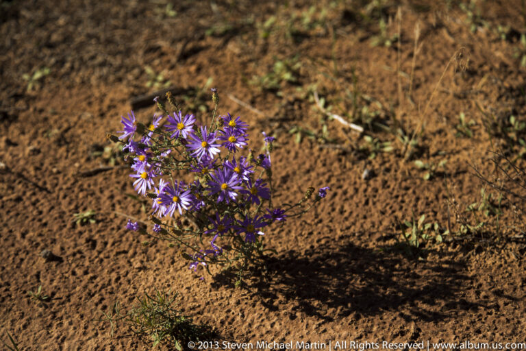 Violet daisy-like flowers grow from a low plant in reddish soil beside a sharp shadow.
