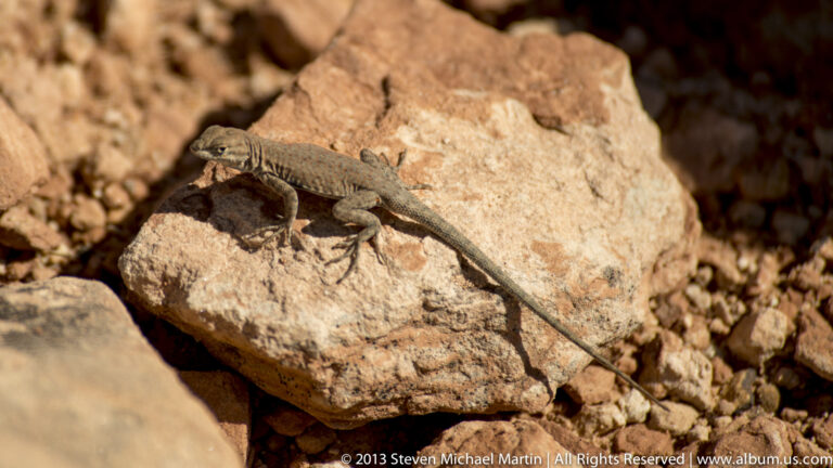 Small mottled lizard rests on a sunlit sandstone boulder above angular rocks.