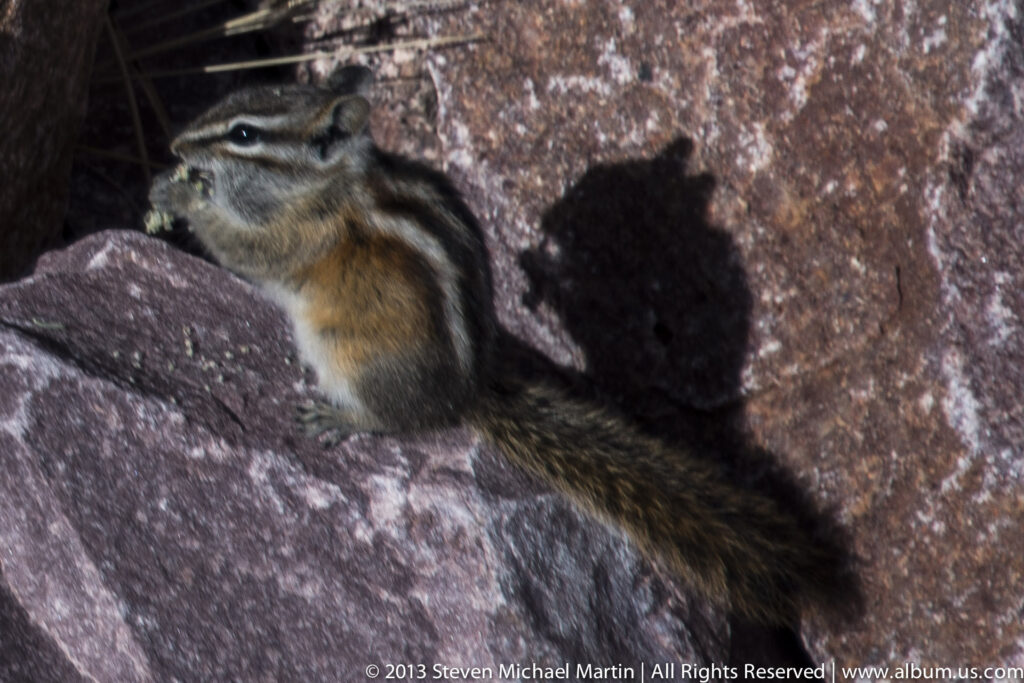 A small gray-brown squirrel sits between reddish rocks, casting a sharp shadow in sunlight.