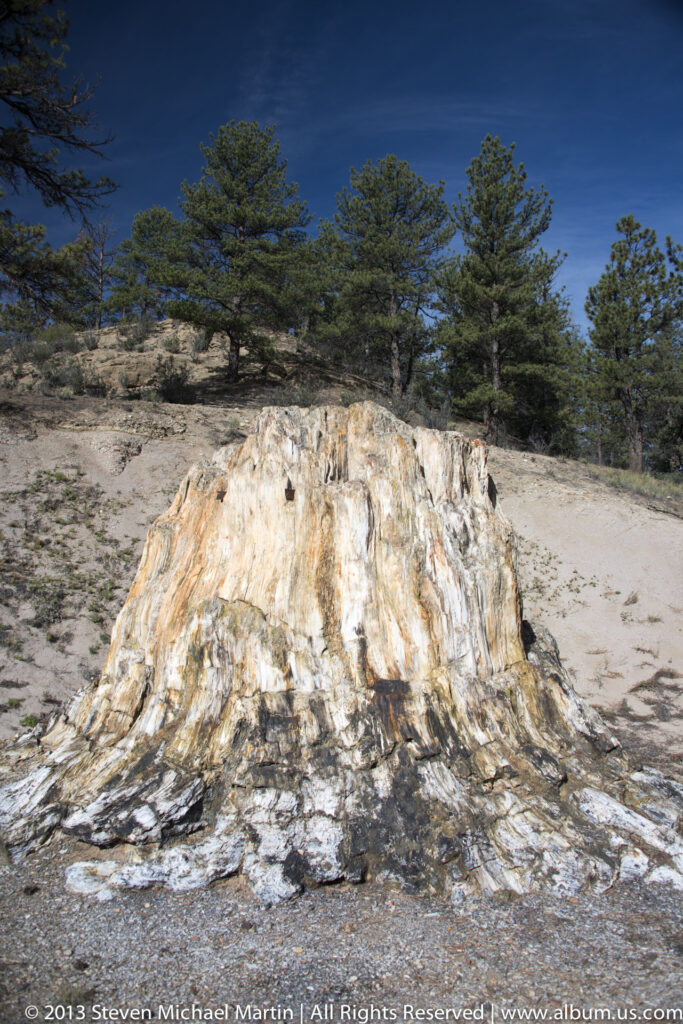 A pale, ridged petrified stump stands in a sandy clearing below scattered pine trees.