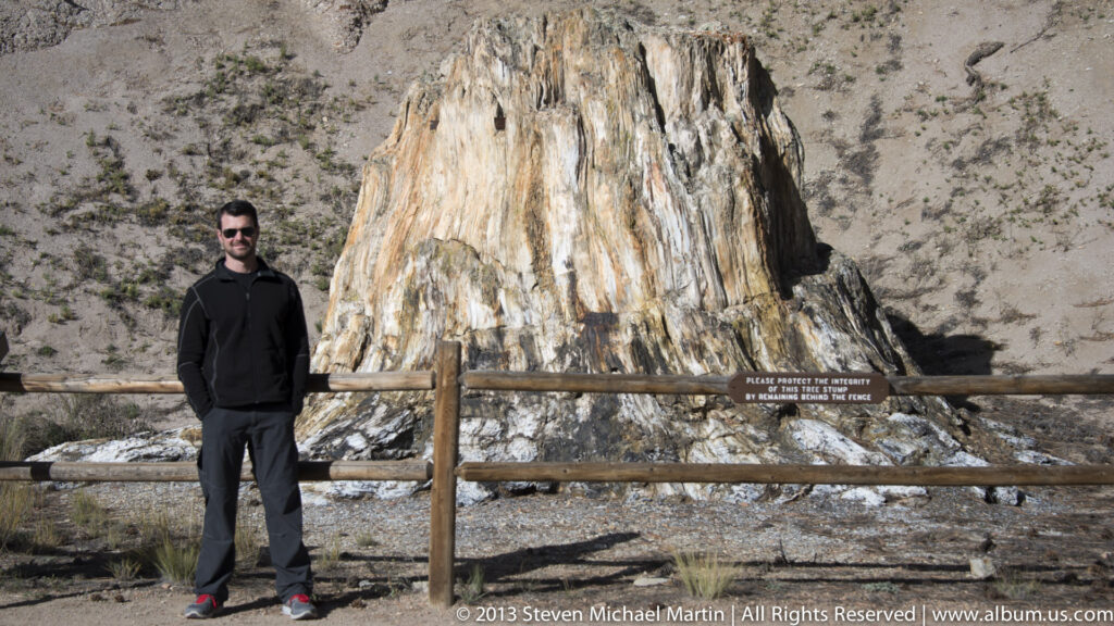 A visitor stands behind a wooden rail beside a tall, pale petrified tree stump.