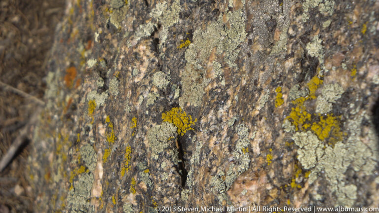 Yellow-orange lichen patches spread across a rough, cracked rock surface with smaller greenish growths between them.