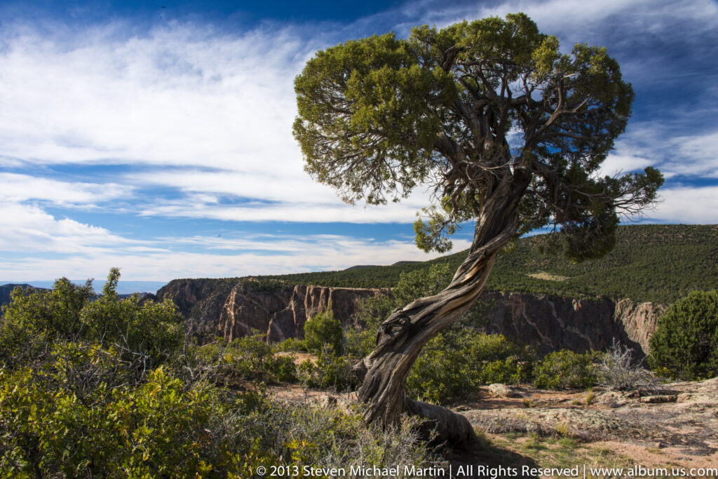 A twisted evergreen leans over the rocky canyon rim, with distant cliffs and a cloud-streaked sky behind it.