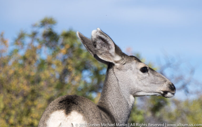 A mule deer’s head and shoulders fill the frame, its ears raised and muzzle pointing right against blurred brush.
