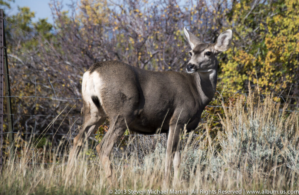 A mule deer stands in dry grass among autumn shrubs, looking back as a wire fence crosses the foreground.