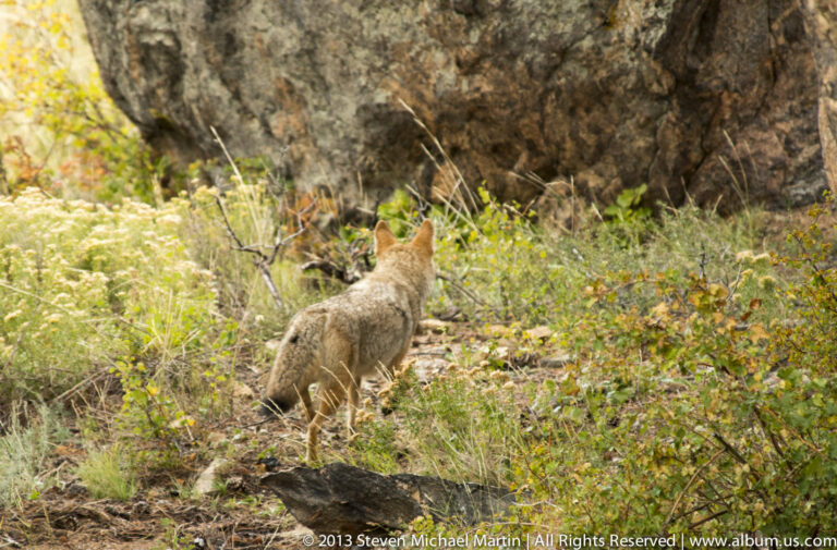 A gray-brown canid walks through brush and grass beside a rock outcrop, partly screened by leafy branches.
