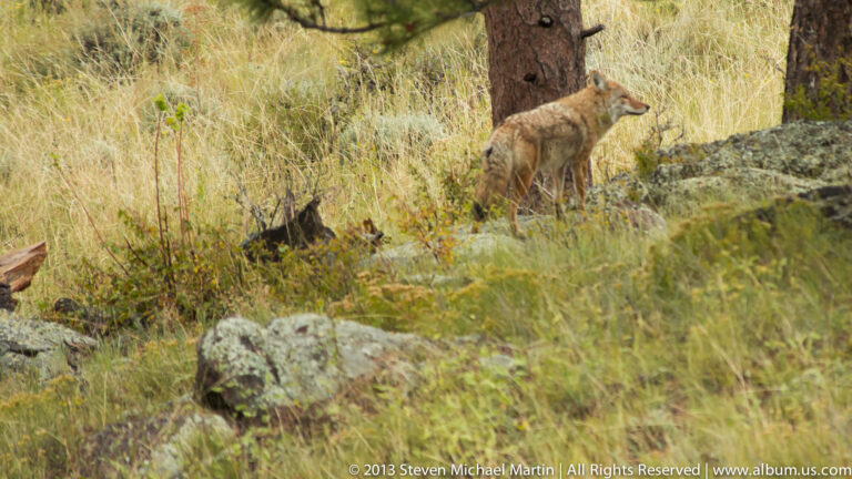 A tan-gray canid pauses behind a pine trunk, looking right across tall grass and scattered rocks.