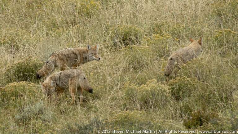 Three gray-tan canids move through tall meadow grass, with one in the foreground and two farther to the right.