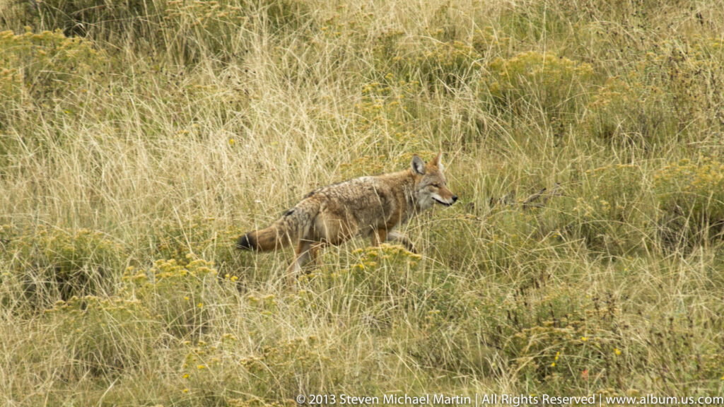 Coyote