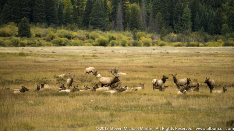 A herd of elk rests and stands across a golden meadow below a dense conifer forest.