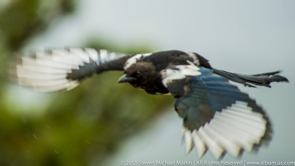 A black-and-white magpie flies with its wings spread, showing bright white flight feathers and a long iridescent tail.