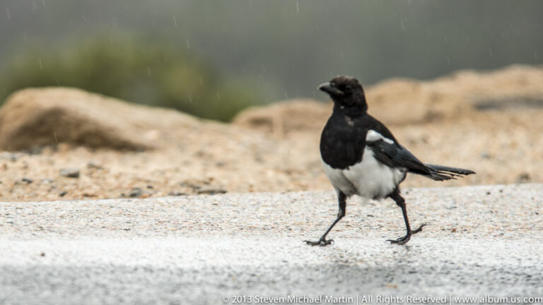 A black-and-white magpie walks across pale gravel in profile, its long tail extending behind it.