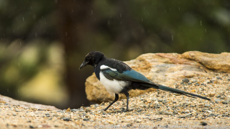 A black-and-white magpie stands on a pale gravel ledge in rain, showing iridescent blue-green wing feathers and a long tail.