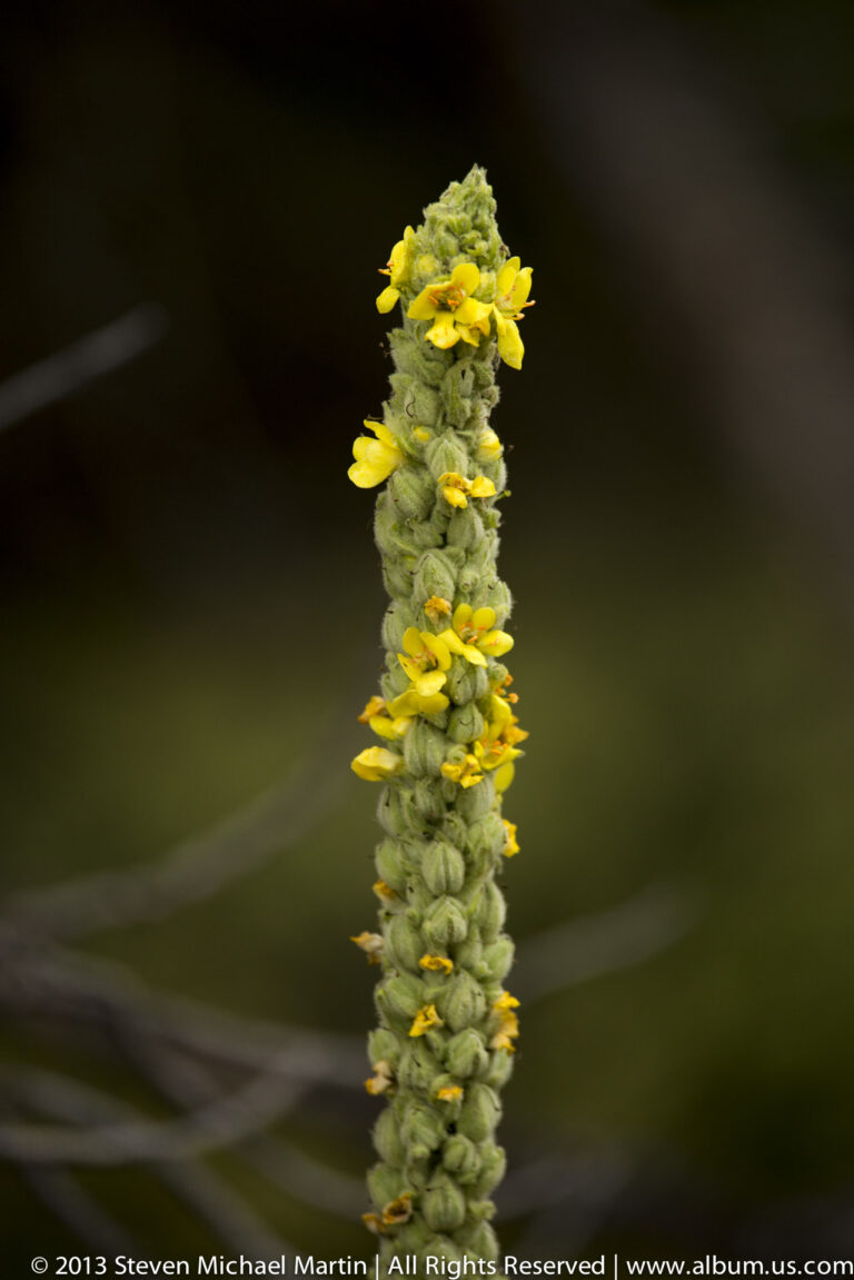 A tall green flower spike with yellow blossoms rises against a softly blurred dark green background.