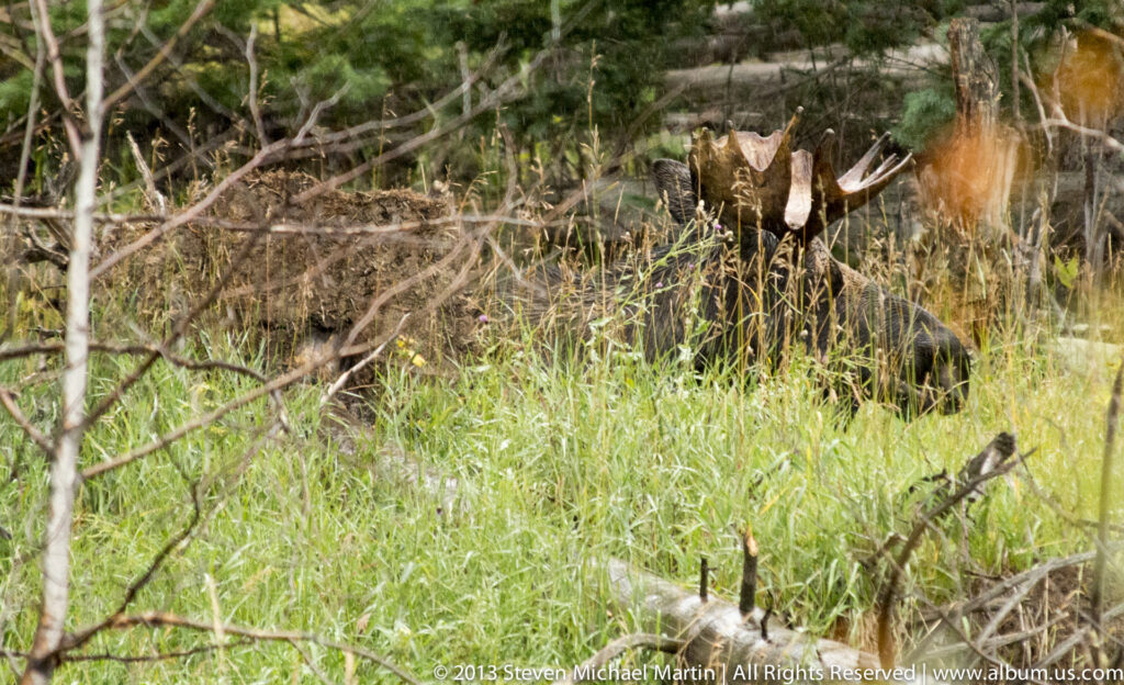 An antlered bull elk stands behind meadow grasses and branches, with part of another elk visible at the right edge.