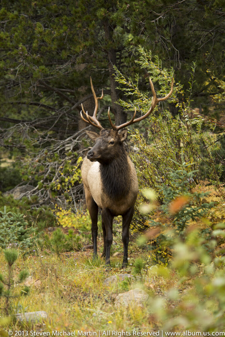 A bull elk stands in profile among evergreen branches and leaf litter in a shaded forest.