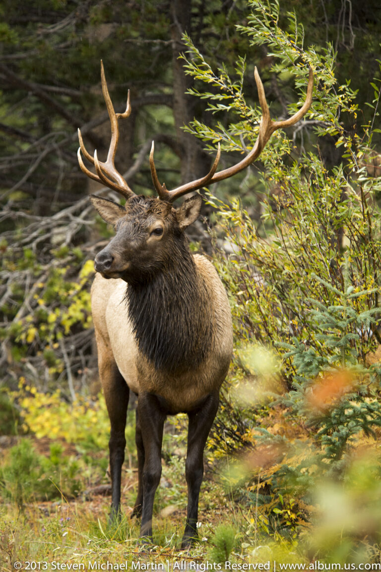 A bull elk with broad antlers stands in a forest clearing, facing slightly left amid green and yellow foliage.