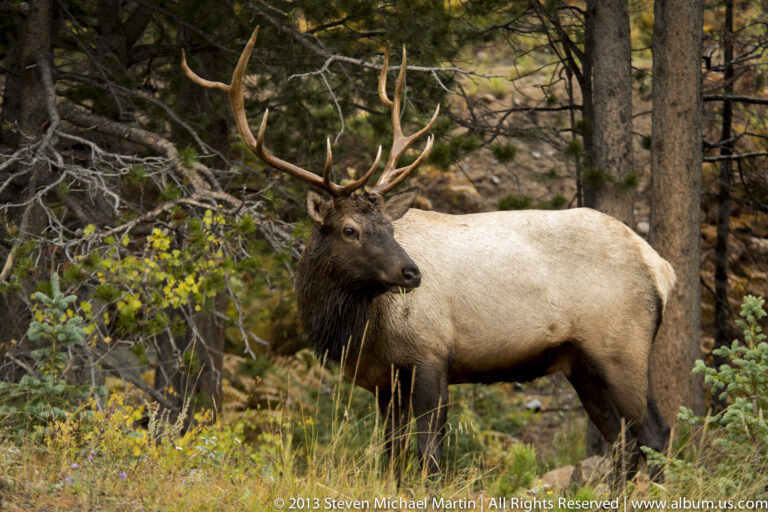 A bull elk stands among pine trunks and branches, its pale body and antlers visible in the shaded forest.